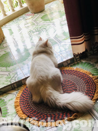 White pure persian male cat